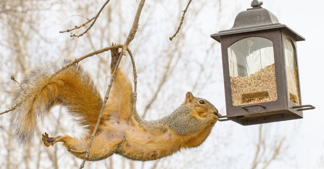 What Is The 5 7 9 Rule For Bird Feeders?