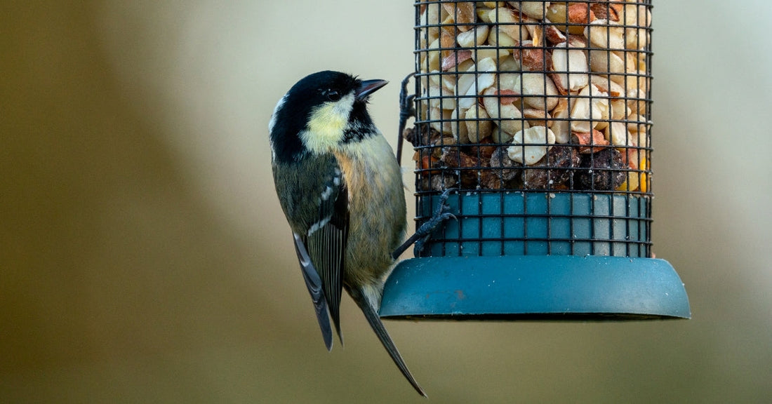 How Do Birds Know When You Feed Them?