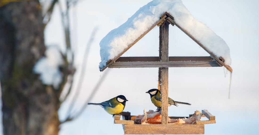 What Type Of Bird Feeder Do Birds Prefer?