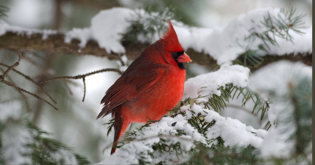 9 Tips to Help Birds in Winter